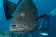 Black grouper / Mycteroperca bonaci / Cueva del Pulpo, April 09, 2012 (1/320 sec at f / 8,0, 40 mm)