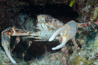 Channel clinging crab / Mithrax spinosissimus / Cueva del Pulpo, April 09, 2012 (1/320 sec at f / 8,0, 40 mm)