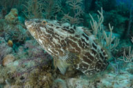 Black grouper / Mycteroperca bonaci / Cabeza de la Cubera, April 10, 2012 (1/320 sec at f / 10, 17 mm)