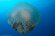 Upsidedown jelly / Cassiopea frondosa / Cabezo Apurra, April 11, 2012 (1/250 sec at f / 9,0, 13 mm)