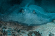 Southern stingray / Dasyatis americana / Cabezo Apurra, April 11, 2012 (1/250 sec at f / 9,0, 17 mm)