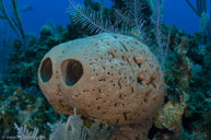Sponge / Agelas cerebrum / Cabezo Apurra, April 11, 2012 (1/250 sec at f / 9,0, 17 mm)