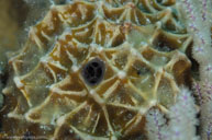 Stinker sponge / Ircinia felix / El Galeón, April 11, 2012 (1/250 sec at f / 14, 105 mm)