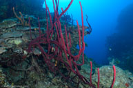 Rope sponge / Aplysina / Vincent, April 12, 2012 (1/250 sec at f / 8,0, 13 mm)