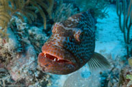 Tiger grouper / Mycteroperca tigris / Anclitas, April 12, 2012 (1/250 sec at f / 8,0, 14 mm)