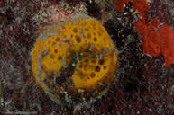 Orange ball sponge / Cinachyra / Five Seas, April 12, 2012 (1/250 sec at f / 9,0, 17 mm)
