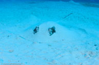 Southern stingray / Dasyatis americana / Five Seas, April 12, 2012 (1/250 sec at f / 9,0, 17 mm)