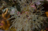 Hydroid / Eudendrium racemosum / La Balise, Oktober 13, 2012 (1/250 sec at f / 14, 105 mm)