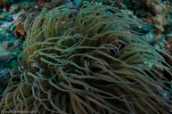 Snakelocks anemone / Anemonia viridis / Petit Moure, Oktober 16, 2012 (1/160 sec at f / 8,0, 17 mm)