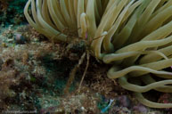 Leach's spider crab / Inachus phalangium / Petit Moure, Oktober 16, 2012 (1/250 sec at f / 13, 17 mm)