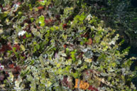 Green macroalgae / Halimeda tuna / Calanque, Oktober 18, 2012 (1/125 sec at f / 10, 17 mm)