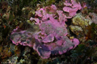 Rhodophyta / Lithophyllum stictaeforme / Calanque, Oktober 18, 2012 (1/125 sec at f / 10, 17 mm)