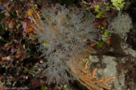 Hydroid / Eudendrium racemosum / Calanque, Oktober 18, 2012 (1/125 sec at f / 13, 17 mm)