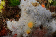 Bluish Encrusting Sponge / Phorbas tenacior / Calanque, Oktober 18, 2012 (1/125 sec at f / 13, 17 mm)