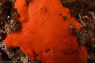 Orange-red encrusting sponge / Crambe crambe / Calanque, Oktober 18, 2012 (1/125 sec at f / 13, 17 mm)