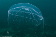 Umbrella Jelly / Eutonina indicans / Goldfish Bowl, August 10, 2013 (1/125 sec at f / 14, 17 mm)