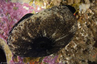 Great keyhole limpet / Megathura crenulata / Goldfish Bowl, August 10, 2013 (1/125 sec at f / 11, 17 mm)