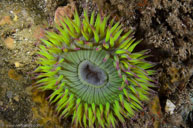 Aggregating anemone / Anthopleura elegantissima / Goldfish Bowl, August 10, 2013 (1/125 sec at f / 11, 17 mm)