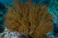 California golden gorgonian / Muricea californica / Goldfish Bowl, August 10, 2013 (1/125 sec at f / 11, 12 mm)