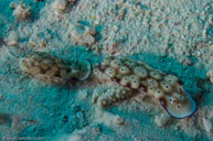  / Hypselodoris tryoni  / Pam's Point, Juli 07, 2013 (1/160 sec at f / 8,0, 17 mm)