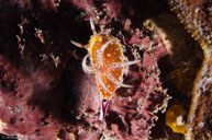  / Goniobranchus roboi  / Pam's Point, Juli 07, 2013 (1/200 sec at f / 8,0, 17 mm)