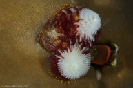 Christmas tree worm / Spirobranchus / Bommie, Juli 07, 2013 (1/250 sec at f / 22, 105 mm)