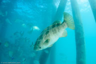  / Epinephelus coioides / Heron Harbor, Juli 11, 2013 (1/160 sec at f / 8,0, 10 mm)