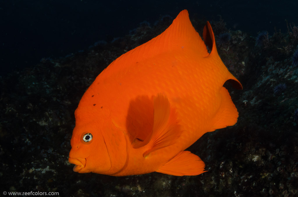 Goldfish Bowl, California, USA;  1/200 sec at f / 8,0, 17 mm