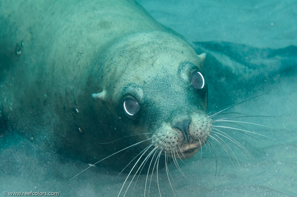 Sea Lion Spot, California, USA;  1/250 sec at f / 8,0, 60 mm