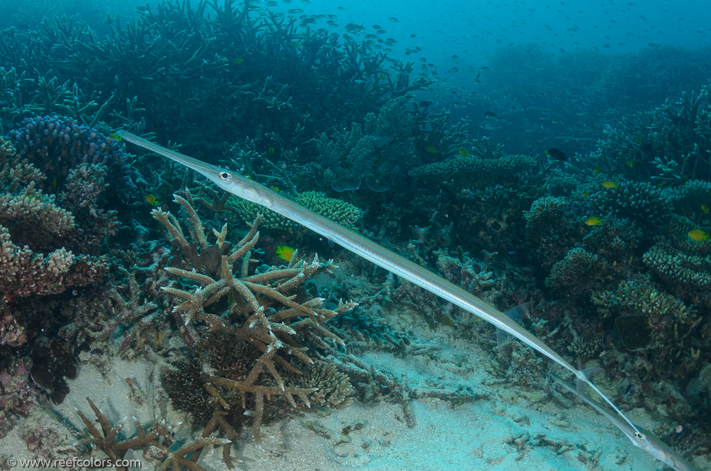 Bommie, Queensland, Australia;  1/200 sec at f / 8,0, 17 mm