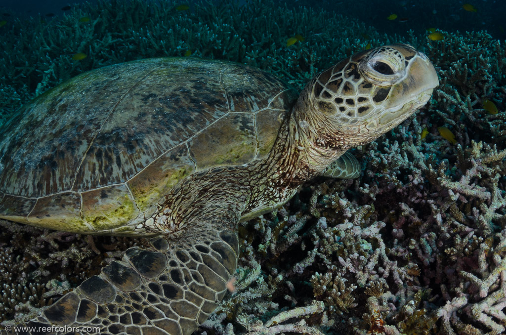 Bommie, Queensland, Australia;  1/200 sec at f / 8,0, 17 mm