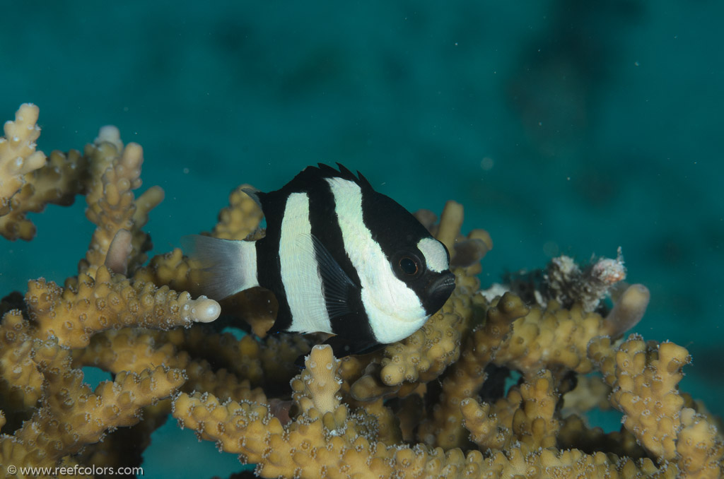 Bommie, Queensland, Australia;  1/250 sec at f / 16, 105 mm