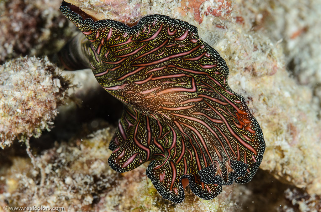 Bommie, Queensland, Australia;  1/250 sec at f / 20, 105 mm