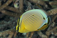 Bommie, Queensland, Australia;  1/250 sec at f / 14, 105 mm