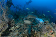 Coral Negro I, Ciego de Avila, Cuba;  1/160 sec at f / 8,0, 15 mm