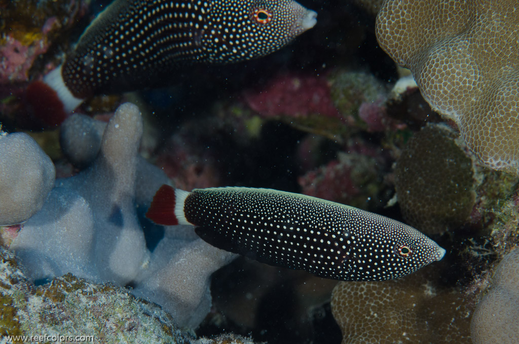 Rabbis Reef, Hawaii, USA;  1/200 sec at f / 14, 105 mm