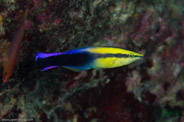 Rabbis Reef, Hawaii, USA;  1/200 sec at f / 14, 105 mm