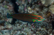 Rabbis Reef, Hawaii, USA;  1/200 sec at f / 14, 105 mm