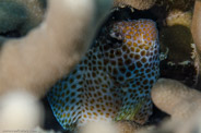 Rabbis Reef, Hawaii, USA;  1/200 sec at f / 14, 105 mm