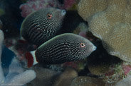 Rabbis Reef, Hawaii, USA;  1/200 sec at f / 14, 105 mm