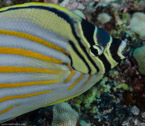 Rabbis Reef, Hawaii, USA;  1/200 sec at f / 14, 105 mm