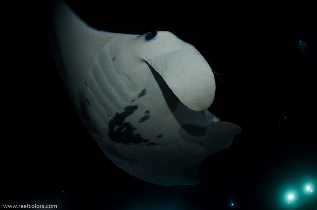 Manta Night Dive, Hawaii, USA;  1/160 sec at f / 7,1, 17 mm