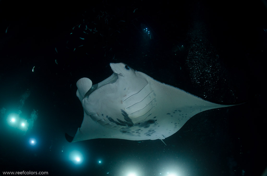 Manta Night Dive, Hawaii, USA;  1/160 sec at f / 7,1, 17 mm