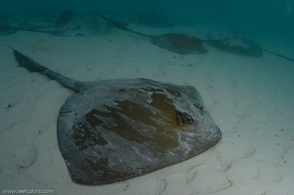 Heron Reef, Queensland, Australia;  1/160 sec at f / 9,0, 17 mm