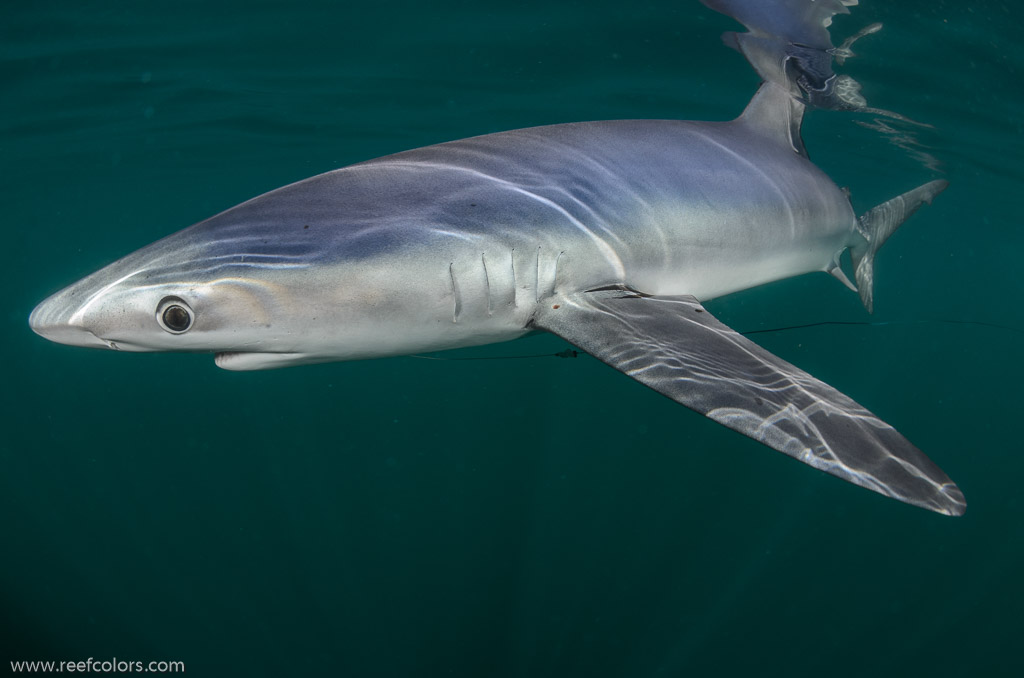 Shark Diving, Rhode Island, USA;  1/250 sec at f / 9,0, 11.5 mm