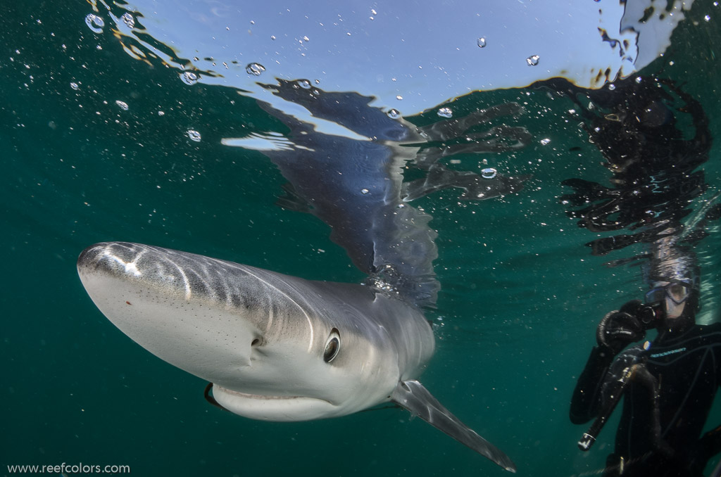 Shark Diving, Rhode Island, USA;  1/250 sec at f / 9,0, 10 mm