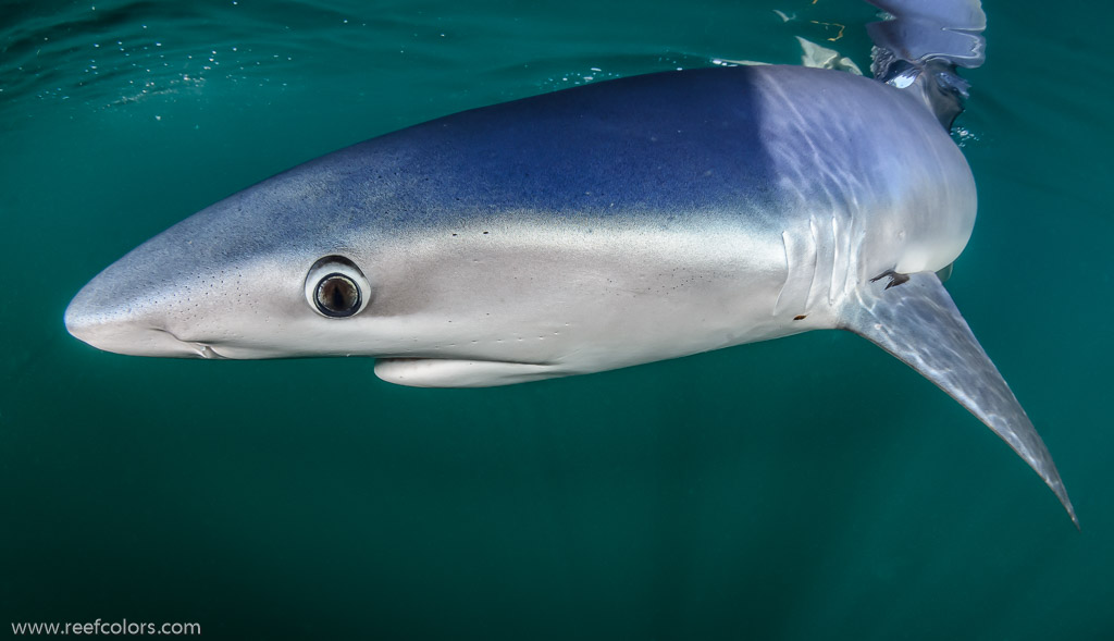 Shark Diving, Rhode Island, USA;  1/320 sec at f / 9,0, 10 mm