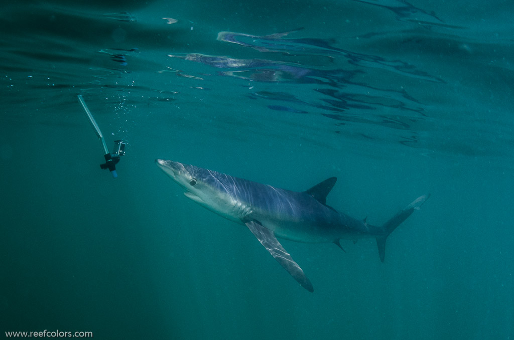 Shark Diving, Rhode Island, USA;  1/200 sec at f / 9,0, 17 mm