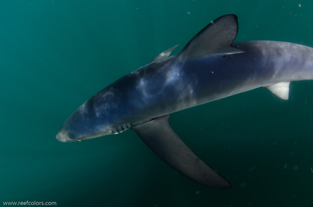 Shark Diving, Rhode Island, USA;  1/250 sec at f / 9,0, 10 mm