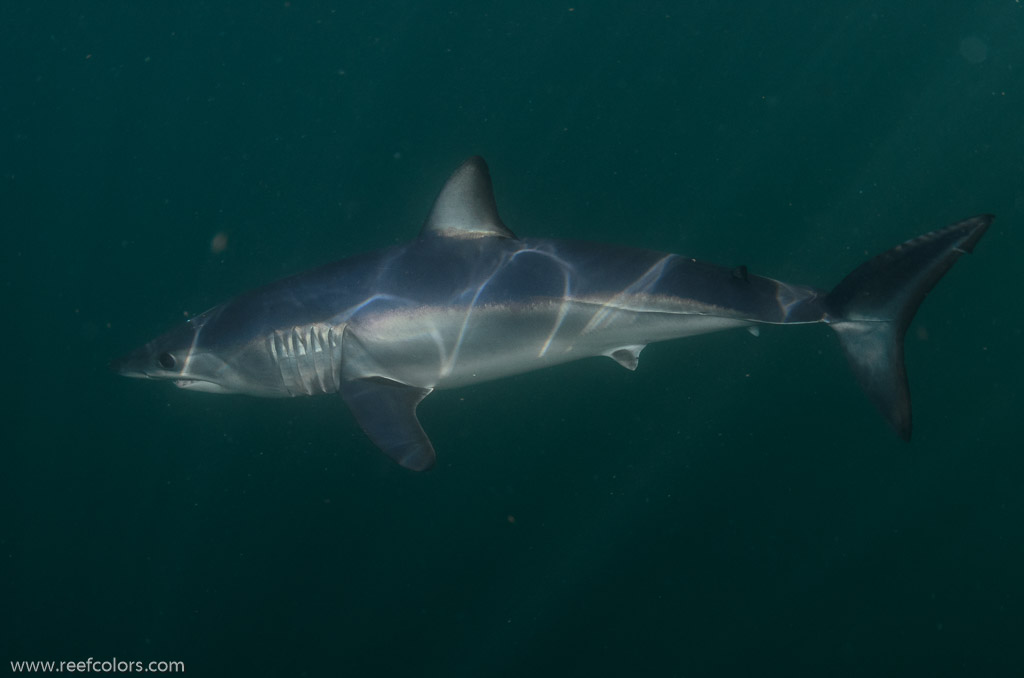 Shark Diving, Rhode Island, USA;  1/320 sec at f / 9,0, 17 mm